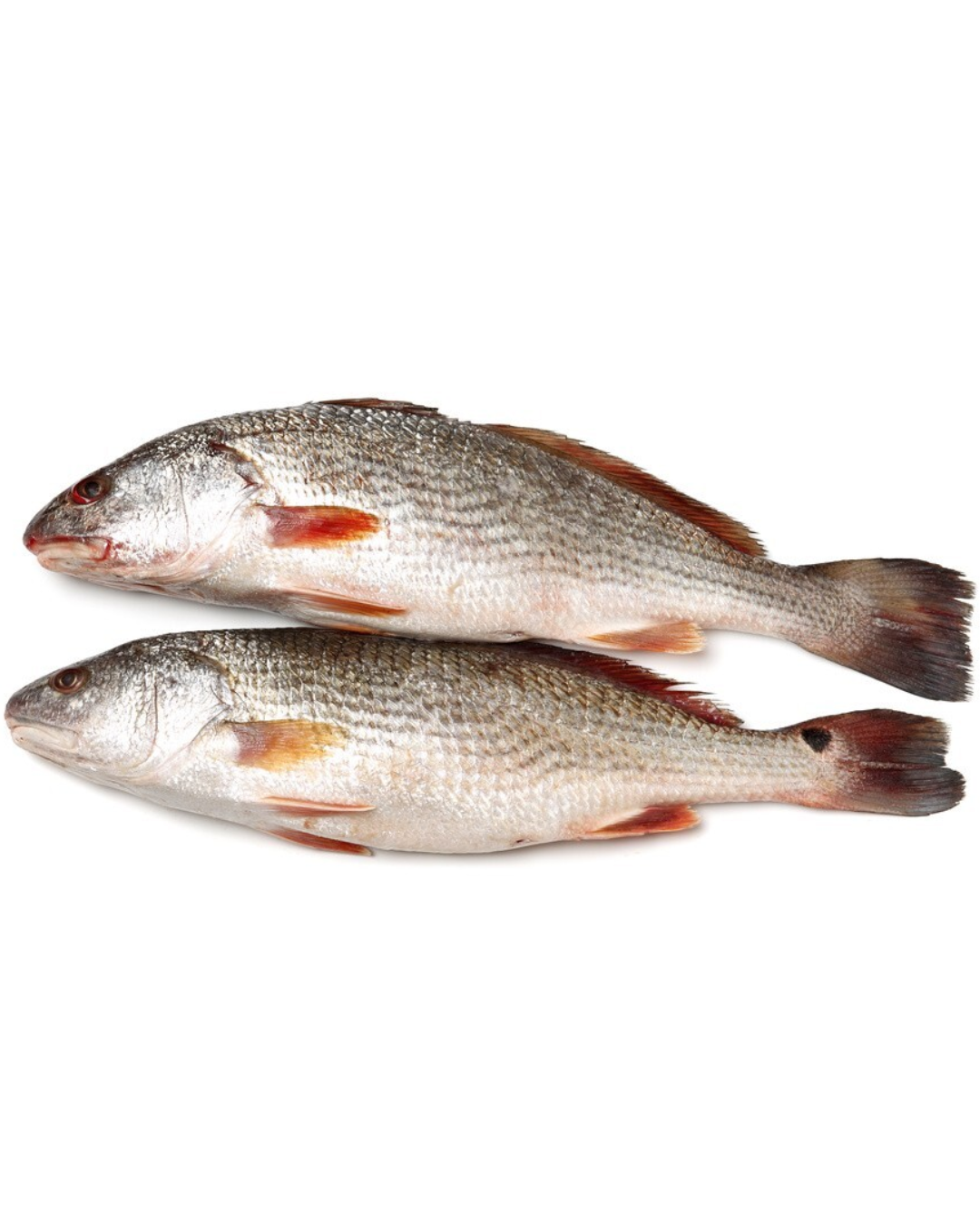 Croaker