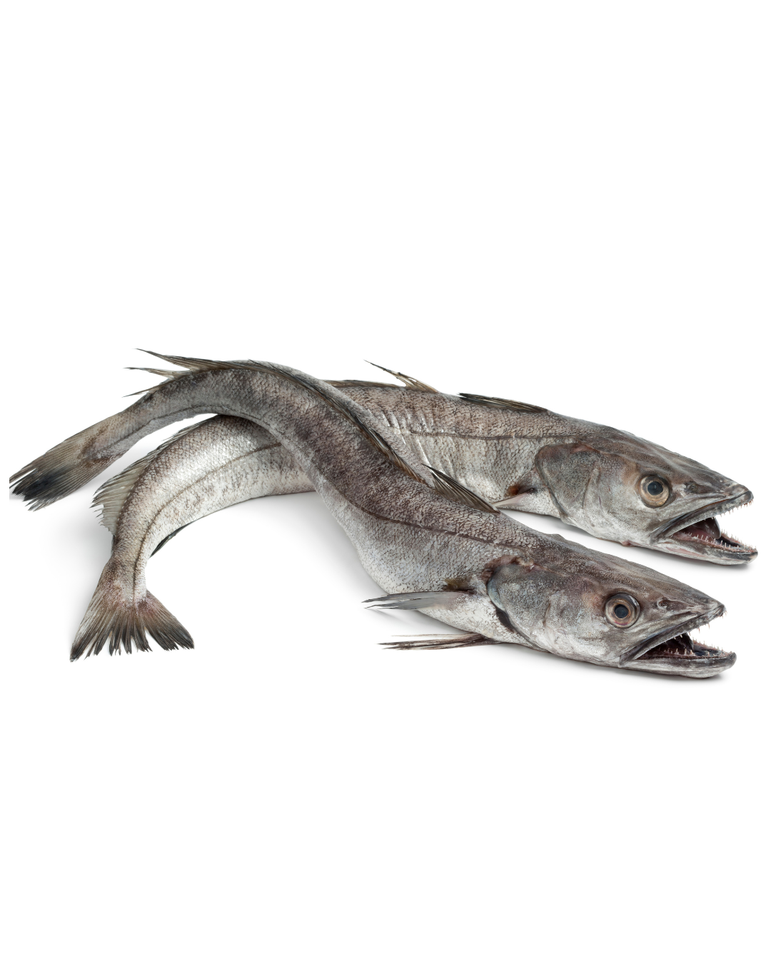Hake
